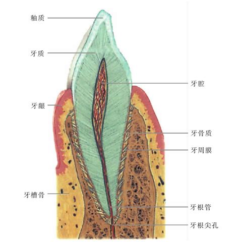 门牙|门牙结构图